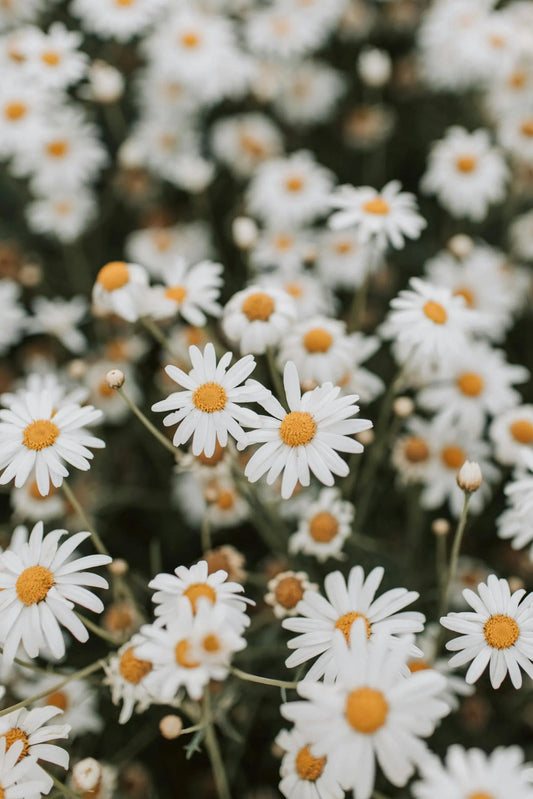 Understanding the Evolution and Exploring the Benefits of Pure Apigenin