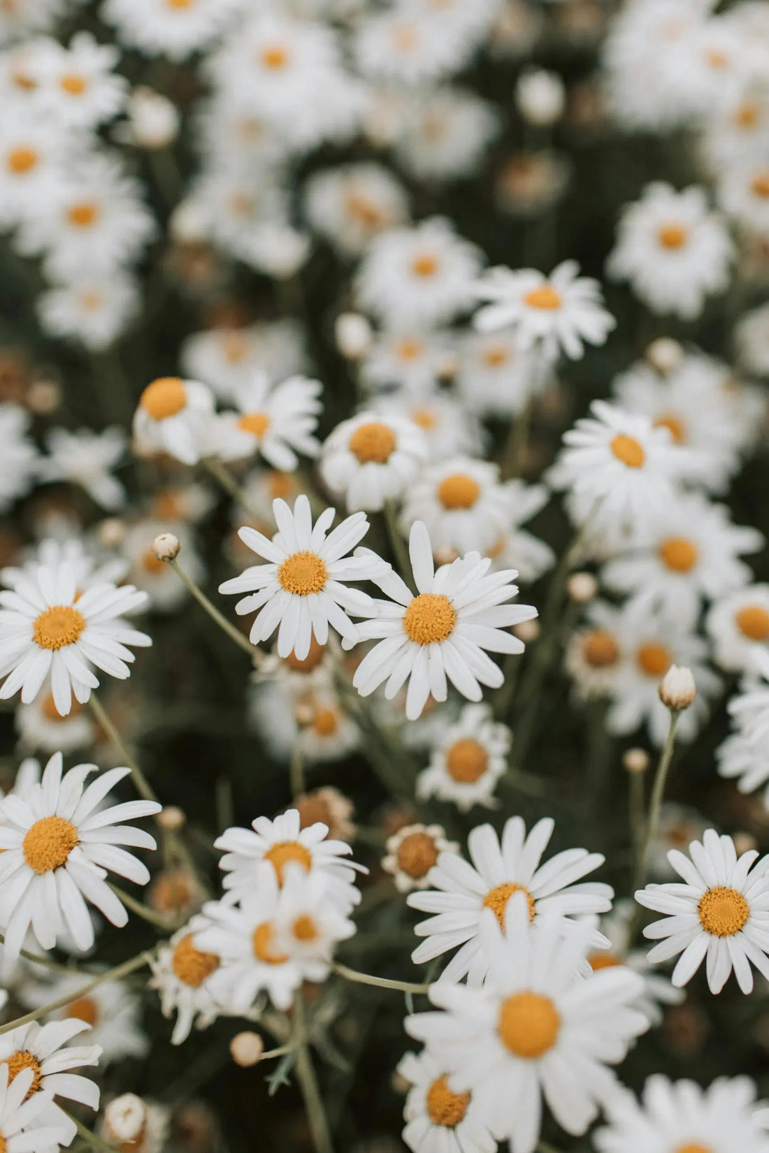 Understanding the Evolution and Exploring the Benefits of Pure Apigenin